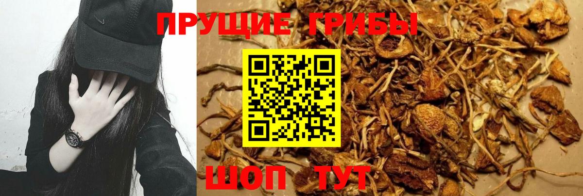 Долгопрудный  Псилоцибиновые грибы Magic Shrooms  Вход с VPN 